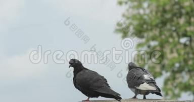 两只相爱的鸽子坐在砖墙上。 背景中的白天和绿树.. 4K视频。